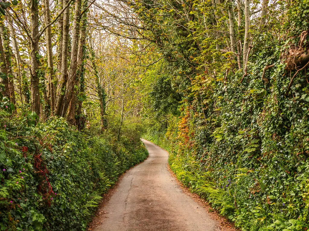 A narrow winding country lane lined with tall hedges. 