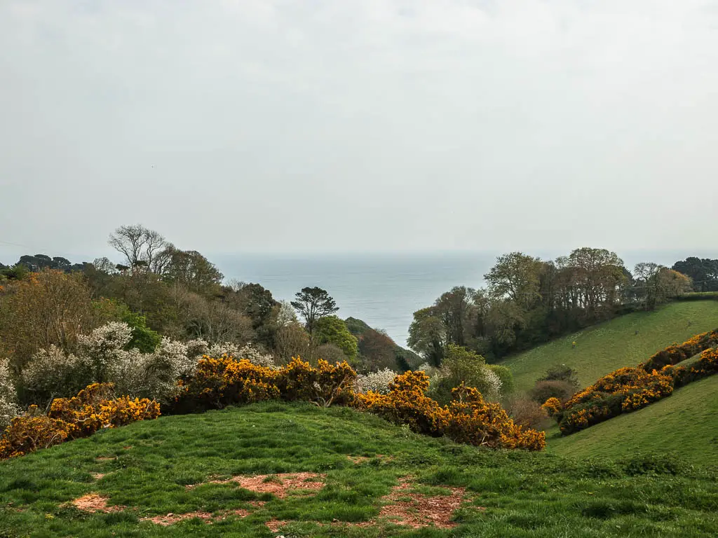 Looking across the undualting green grass fields on Dartmouth to Blackpool Sands walk. There are some gorse bushes ahead and lots of trees beyond that with the sea in the distance.