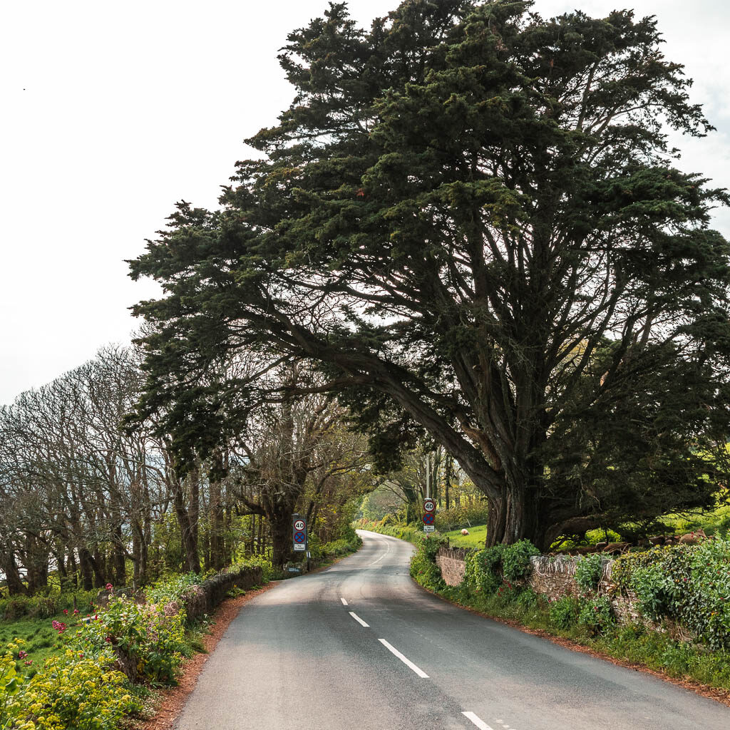 A winding road, lined with low hedges and a big tree on the right.