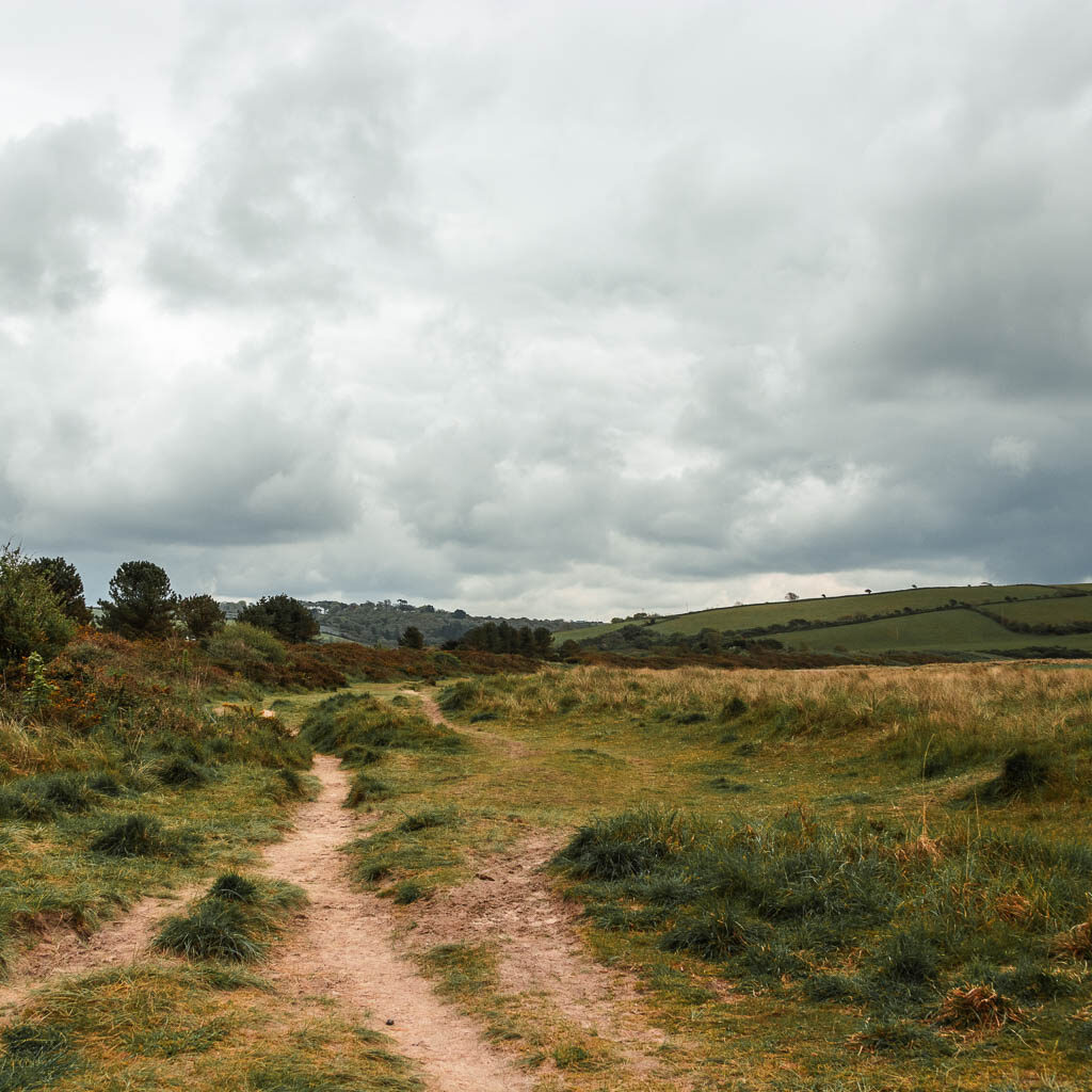 A sandy trail running though the grass.