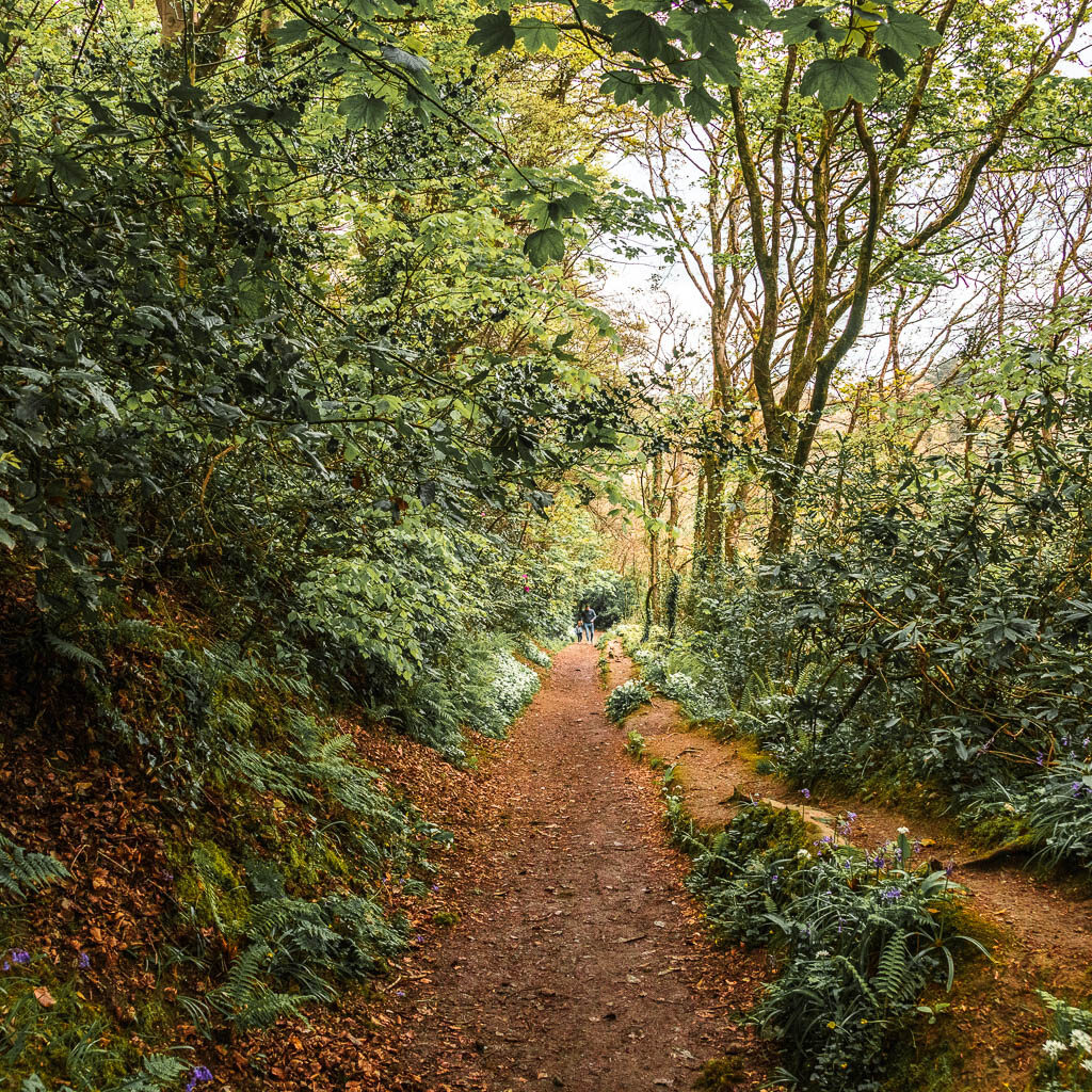 A dirt trail lined with bushes and trees in the woods. 