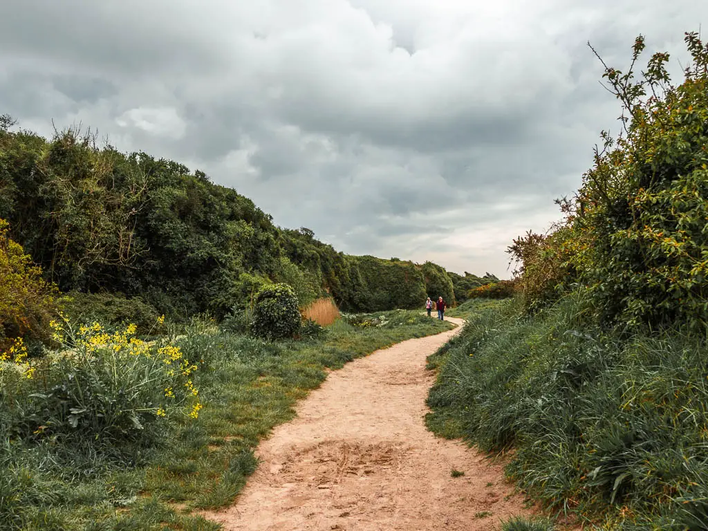 A sandy trail lined with long grass and tall bushes on the walk from Par to Fowey. There are a couple of people walking ahead on the trail.