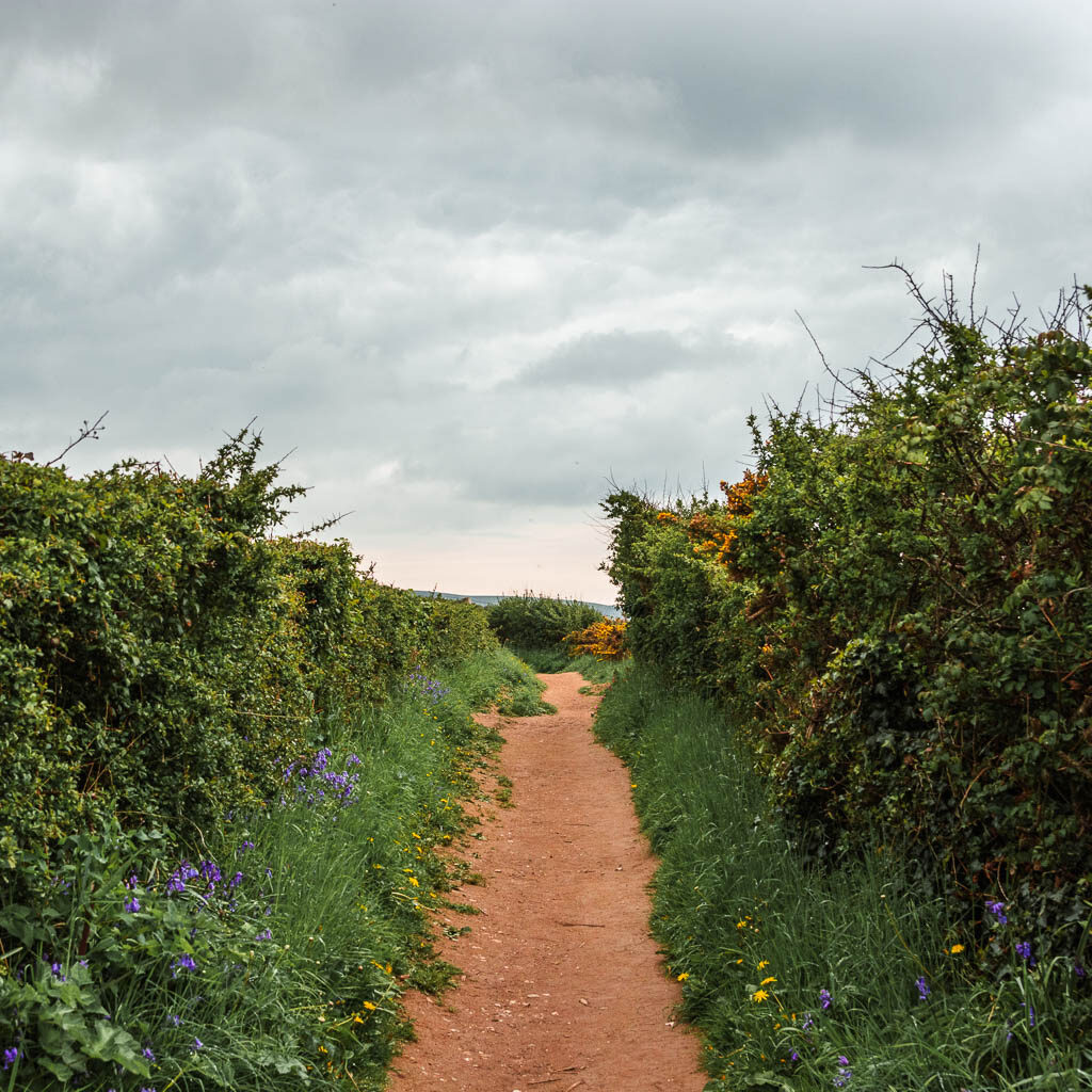 A trail lined with tall grass, bushes and hedges