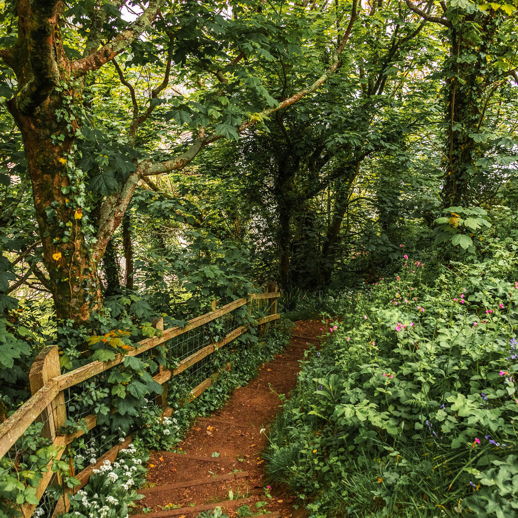 Steps leading downhill in the trees, with a wooden fence on the left and bushes to the right.