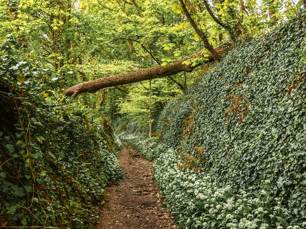 A dirt trail with tall banks on either side, and lined with wild garlic on the walk from Par to Fowey.