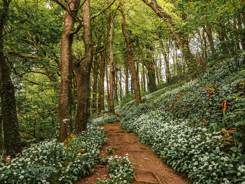 A dirt trail in the woods of Polkaris, lined with lots of wild garlic on the walk to Fowey from Par.