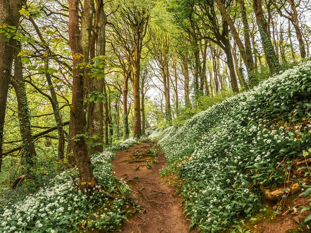 A dirt trail lined with wild garlic in the woodland on the walk between Par and Fowey.