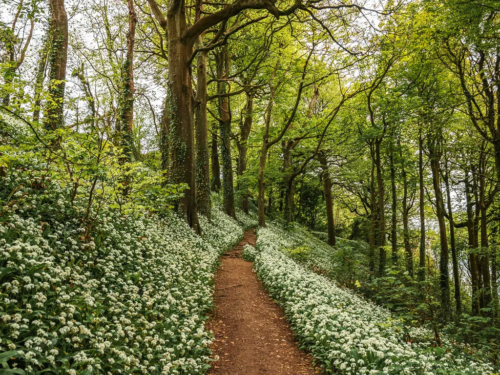 A dirt trail leading straight ahead in the woods, and lined with lots of wild garlic on the walk to Fowey from Par and Polakris. 