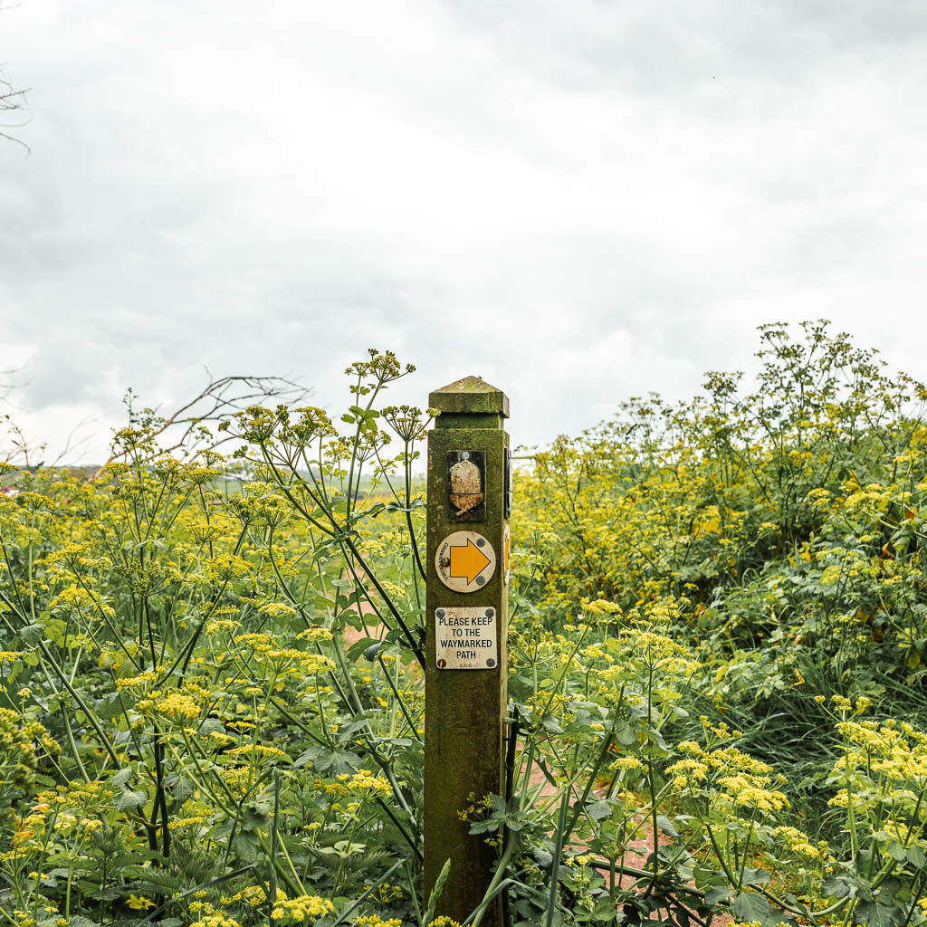 A wooden trail signpost with yellow hogweed plant behind.