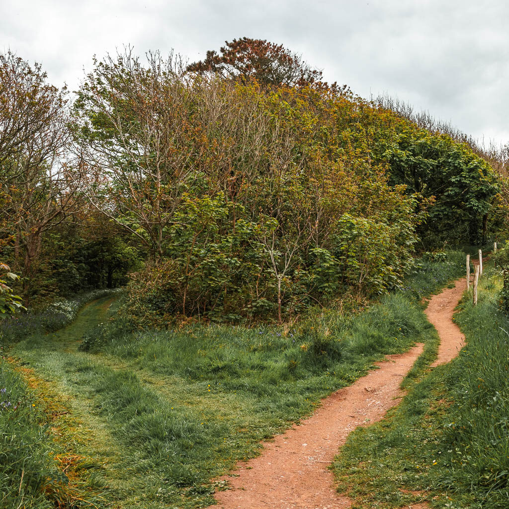 A trail split where the left trail is grass and leading into and under the trees, and the right right is a snaking dirt one.