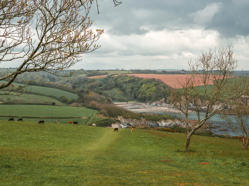 Looking down the grass hill field the a beach cove in the distance on the coastal walk from Par and Gribbin Head to Fowey. There are some cows ahead in the field. The clifftops around the cove ahead are a mix of crop fields and tree covered.