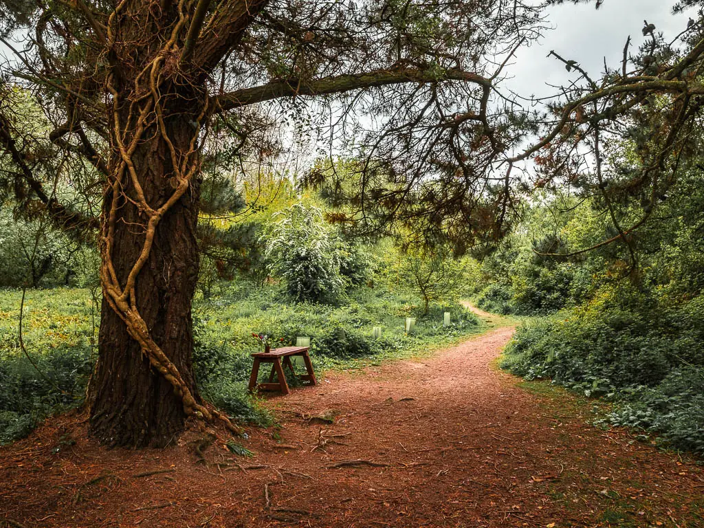 A large tree on the right, with a wooden bench underneath in the woodland.