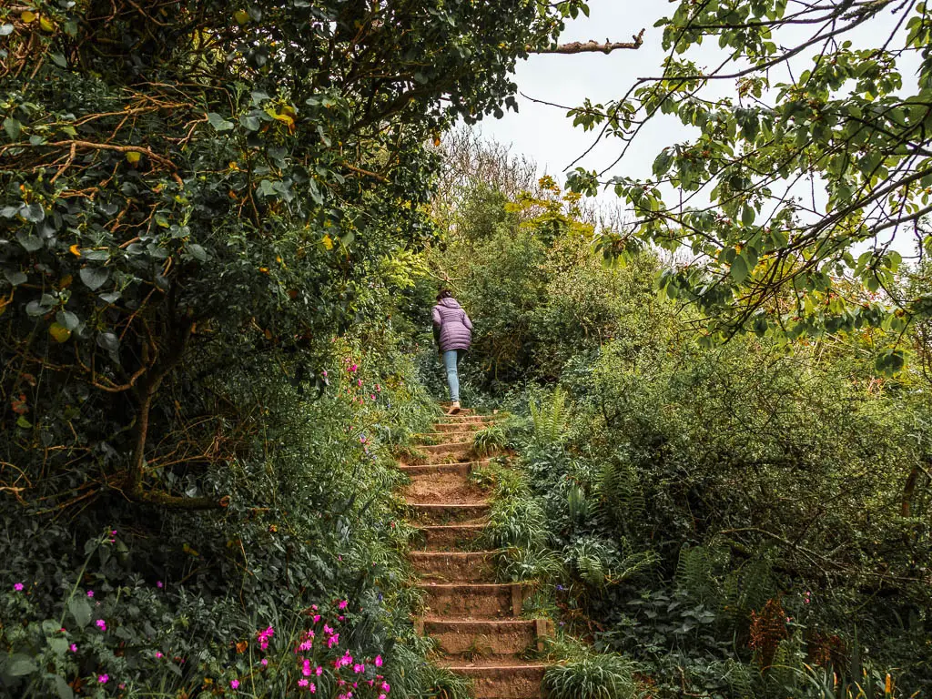 Steps leading uphill surrounded by lots of bushes on the walk from Par to Fowey. There are a few pink flowers in the bushes, and a woman wearing a purple jacket walking up the steps.