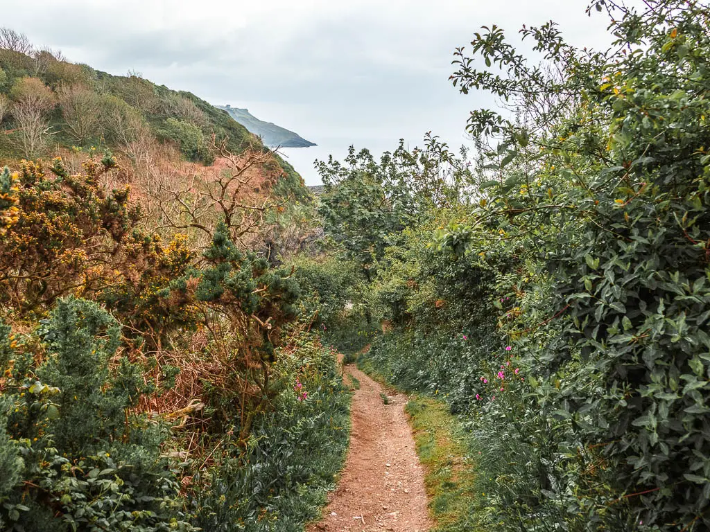 A dirt trail leading down, lined with lots of bushes