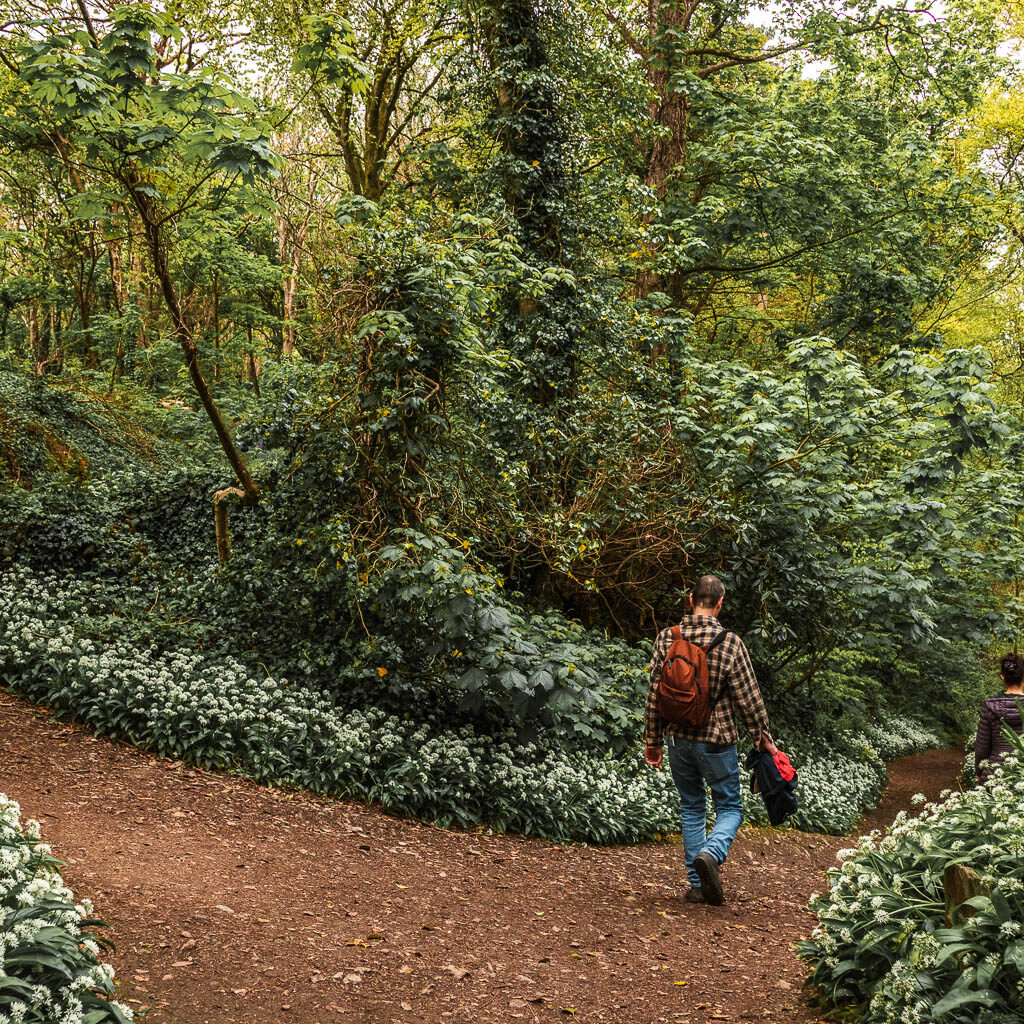 A man walking down the right dirt trail fork in the woods. 