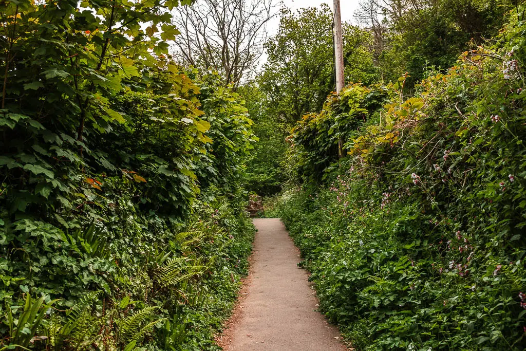 A narrow path lined with tall bushes on both sides. 