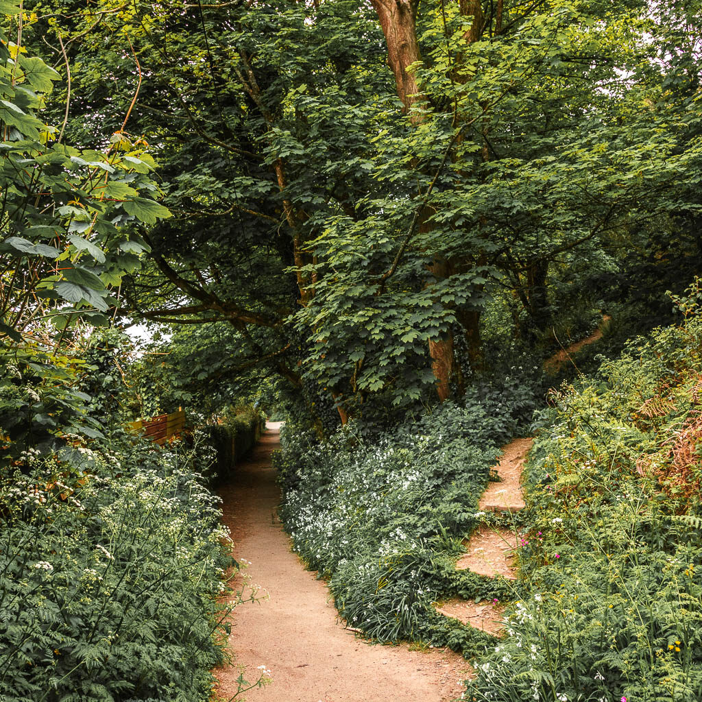 A path on the left and some step leading off it on the right. The path and steps are surrounded by bushes and tall grass. 