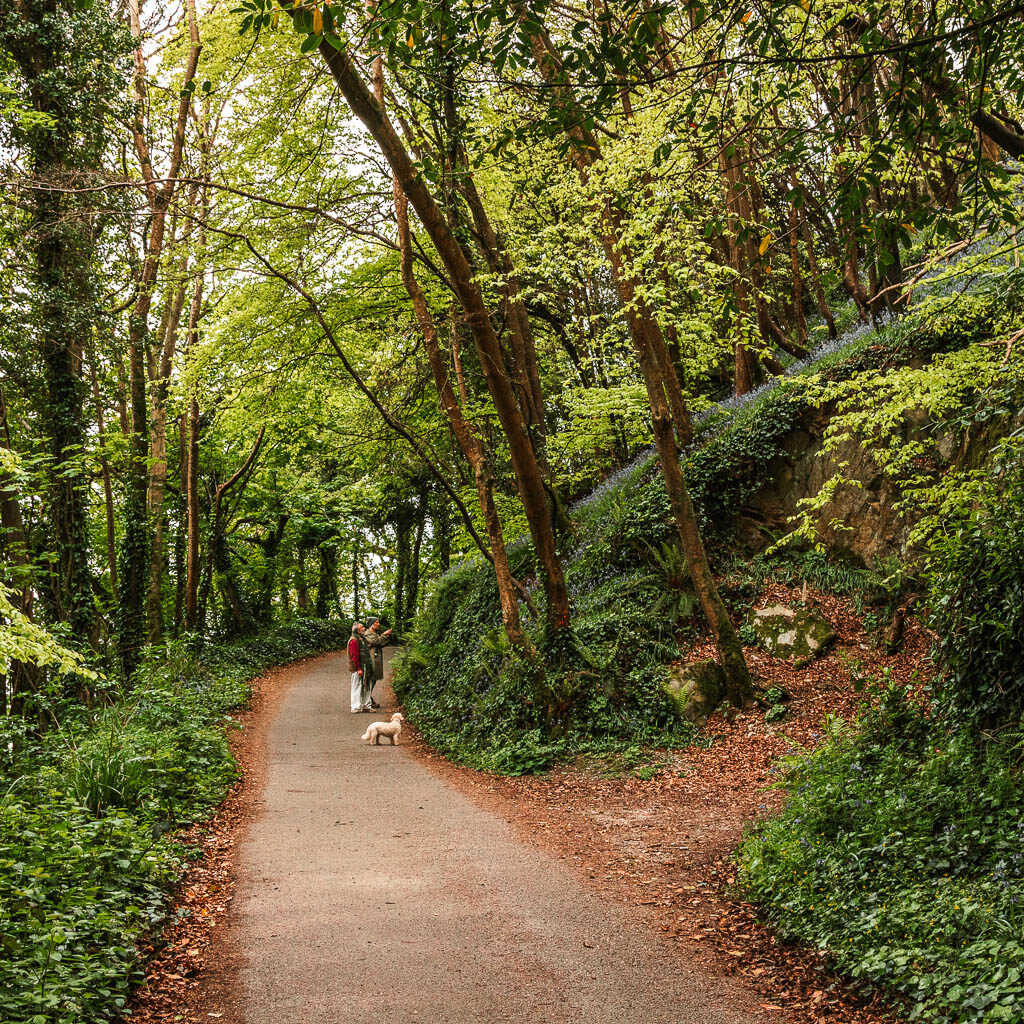 A road with low bushes on the left and a hill on the right. There are a couple of people on the road looking up the hill on the right to some bluebells.