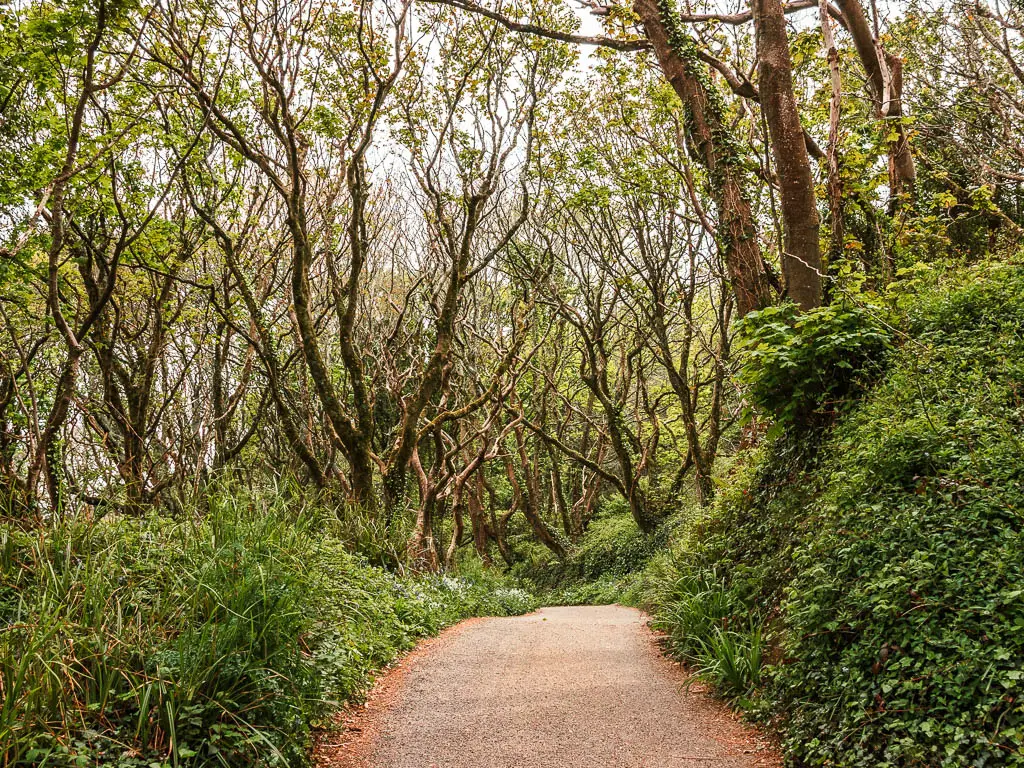 A road lined with tall grass and bushes and some wavy fairytale type trees ahead. 