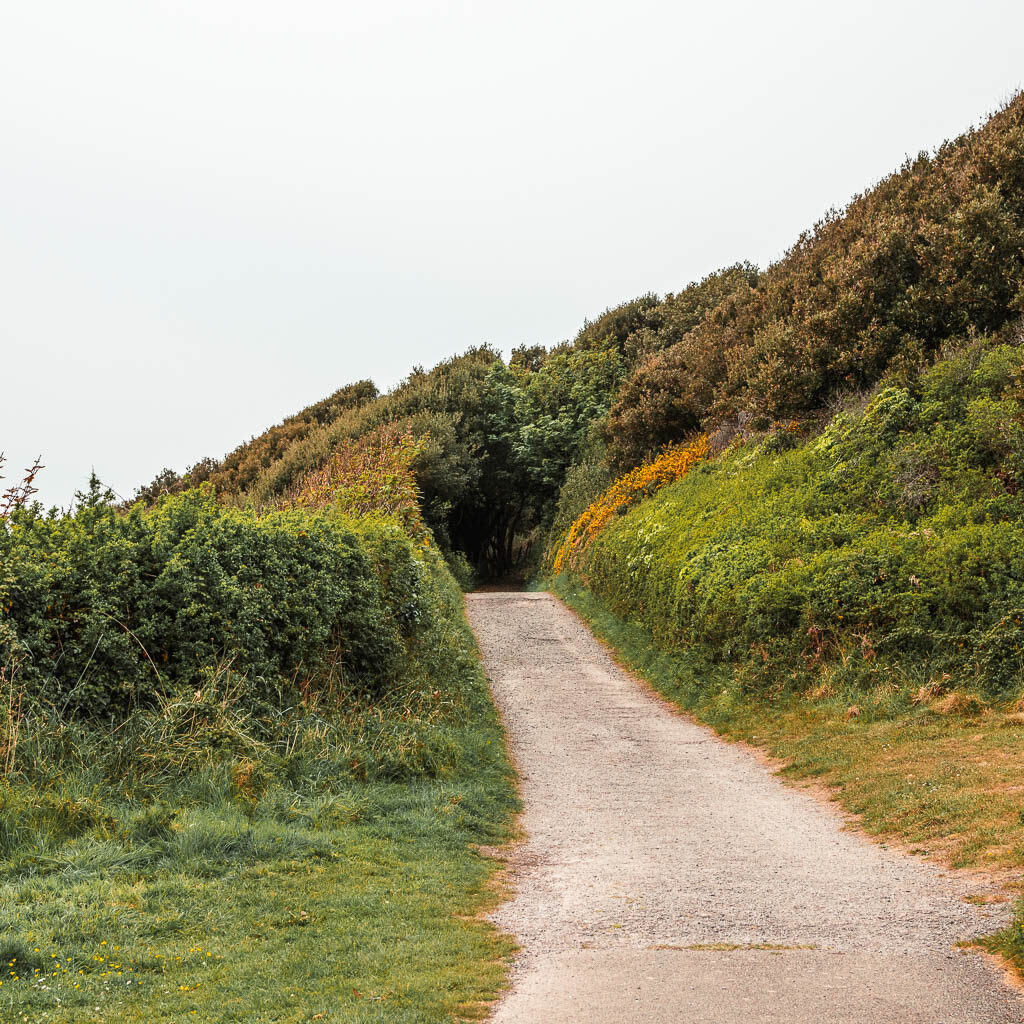 A path leading ahead, lined with some grass and bushes, and lots of trees ahead. 