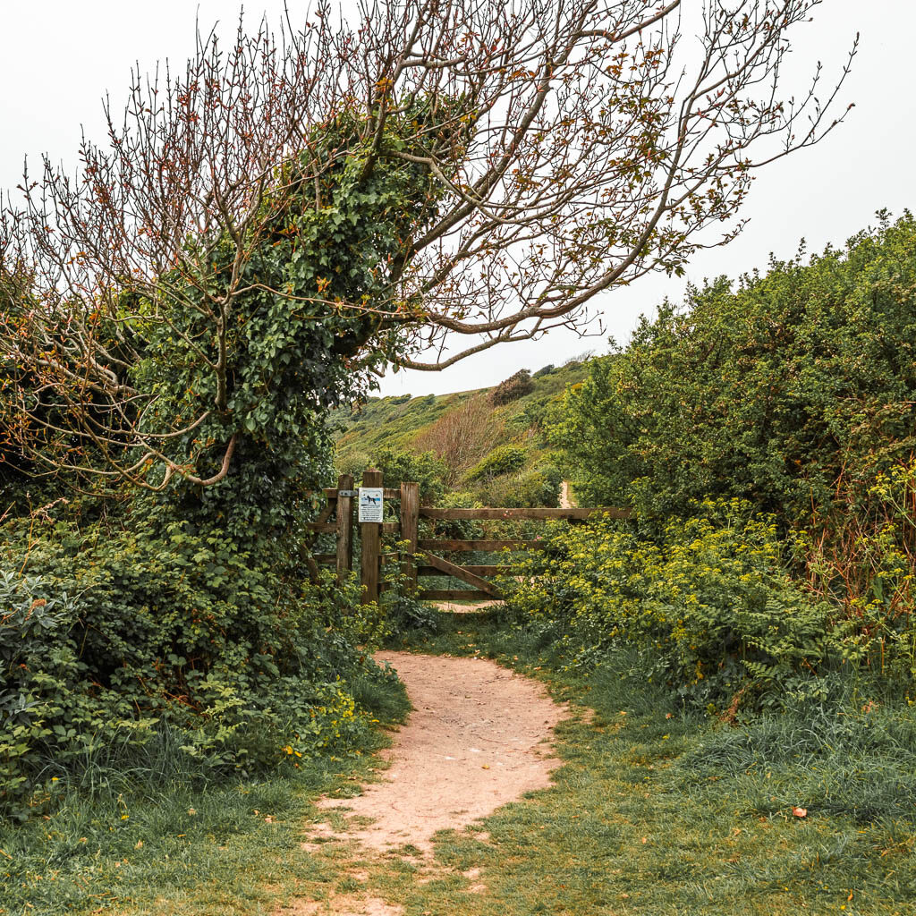 A dirt path leading to a wooden gate which is surrounded by bushes. 