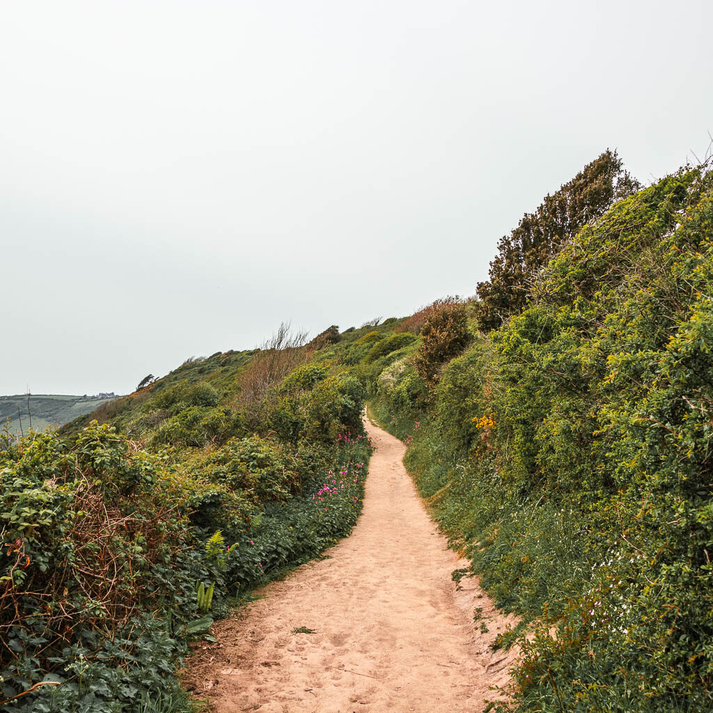 A dirt trial lined with bushes and trees on the walk to the Rame Head Peninsular.