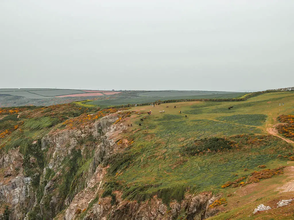 Looking down and along the grass covered clifftop, with ponies visible in the field in the distance. 