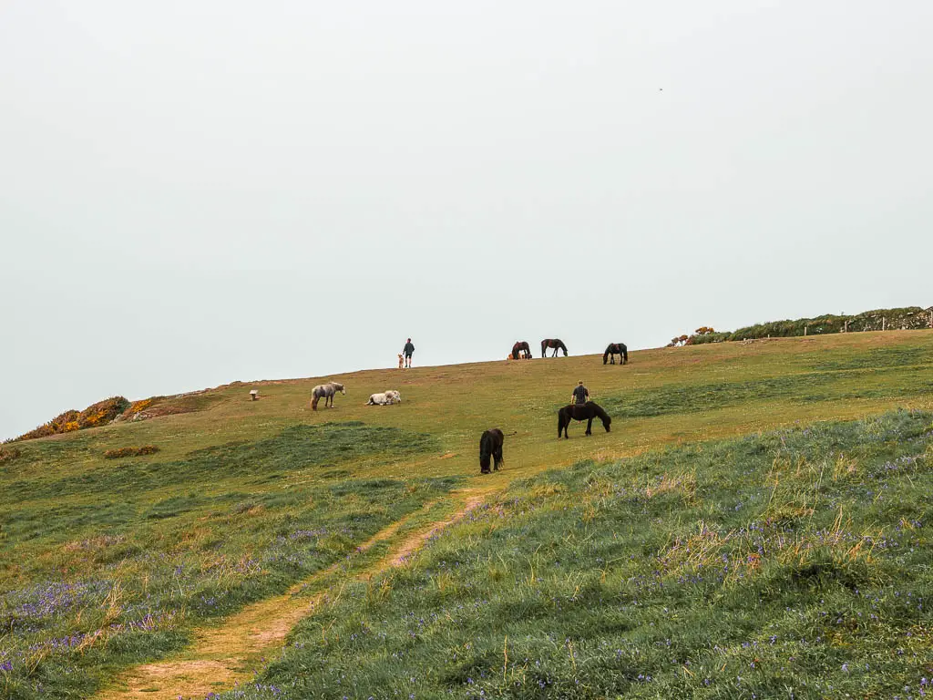 Looking up the grass hill with lots of ponies grazing on the Rame Head Peninsular circular walk from Kingsand. 