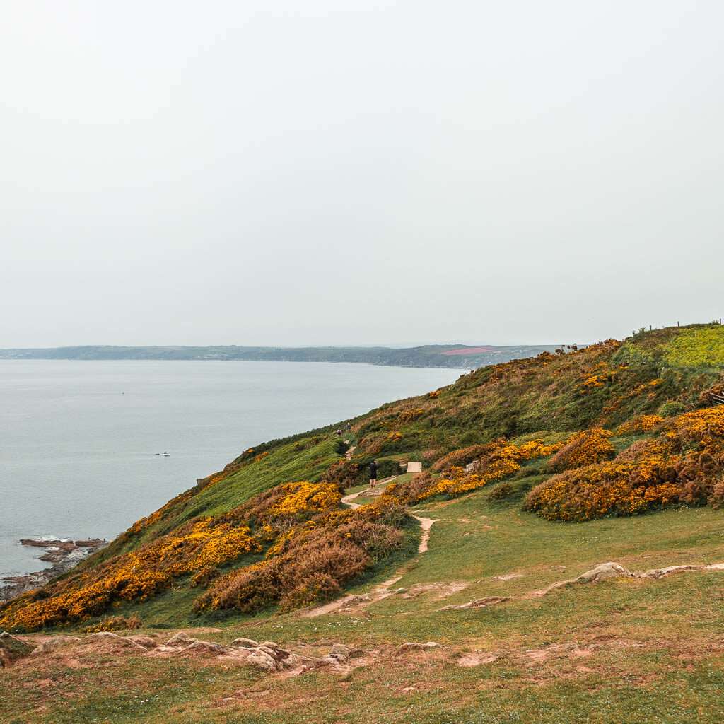 Looking along the grass hillside with lots of gorse dotted about.