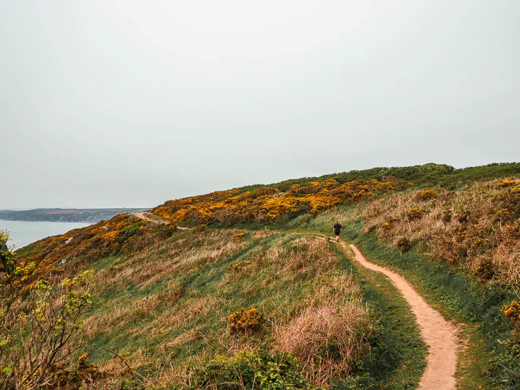 A trail on the right, running across the grass and gorse covered hill. There is a man walking ahead on the trail.