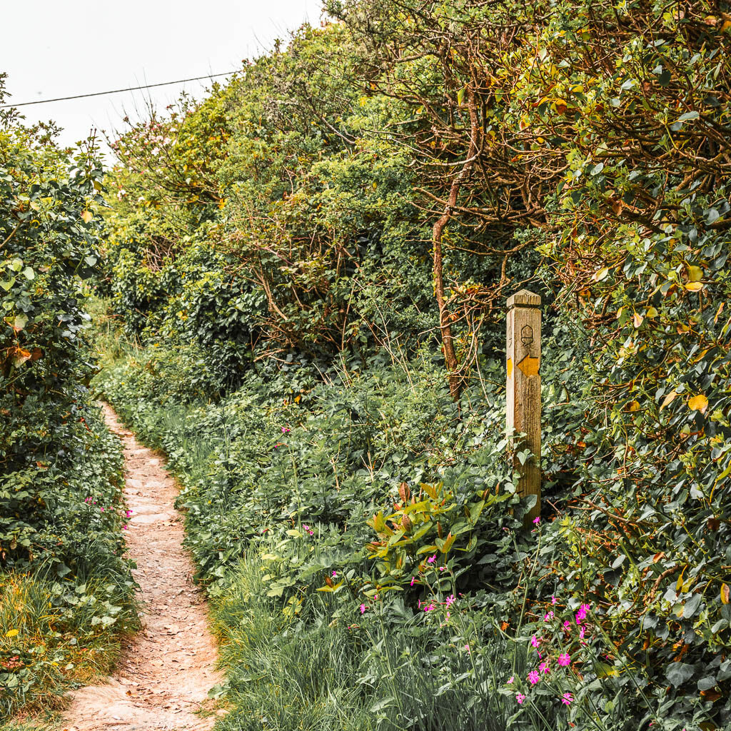 A wooden trail signpost nestled in the bushes, with a yellow arrow pointing left. 