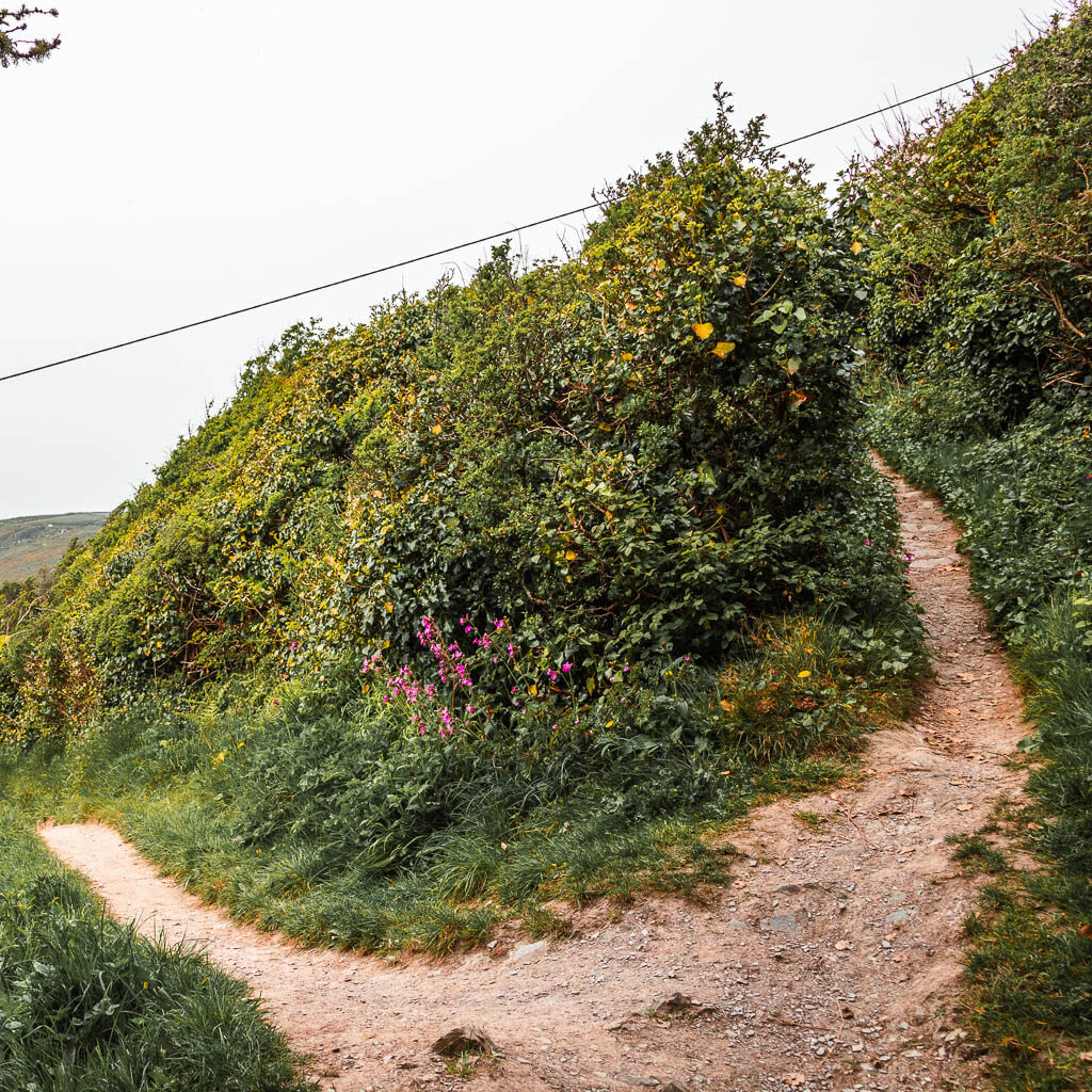 A split in the trail, with the right one leading up, and the left one leading down, with a big bush in between them.