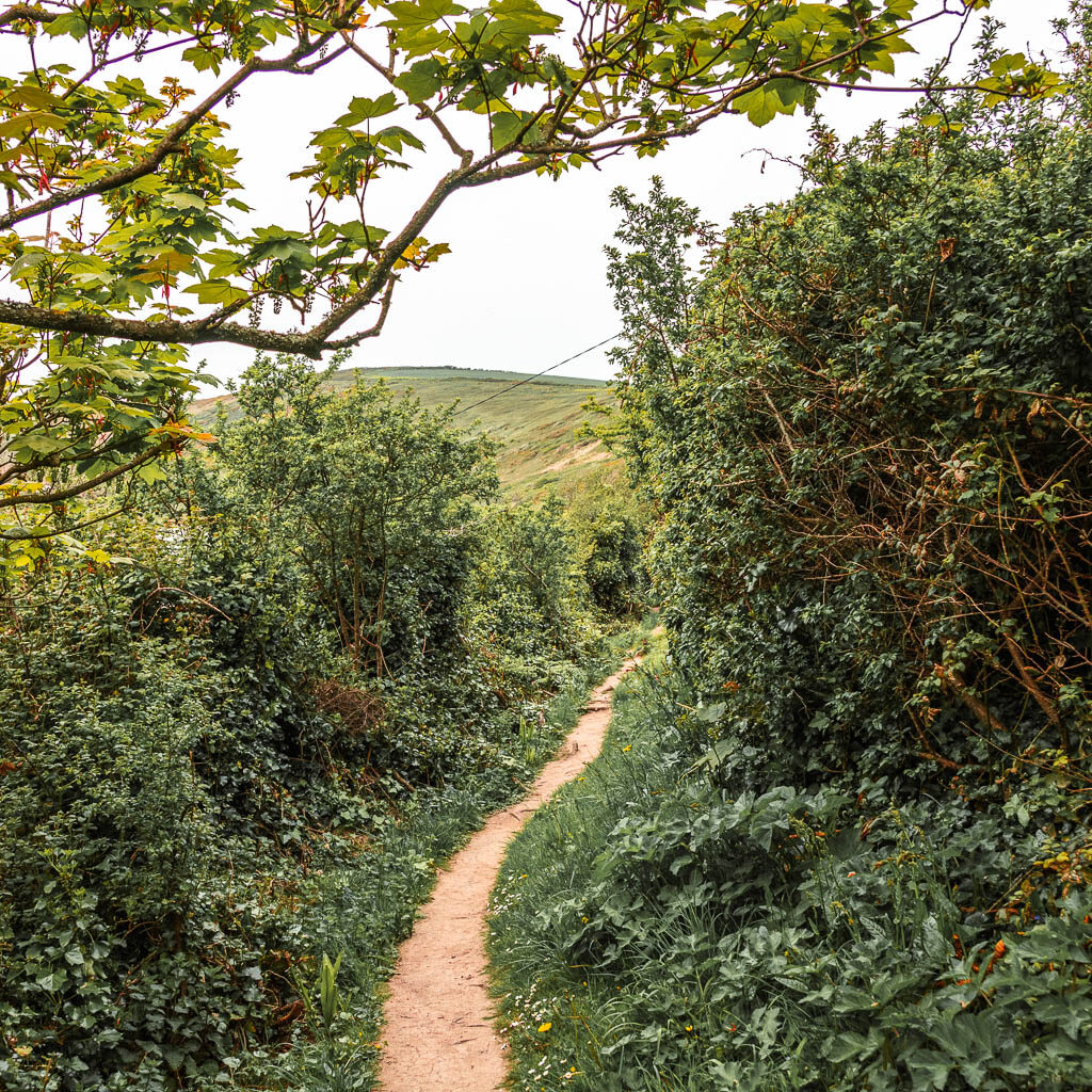 A narrow trail lined with bushes and grass.