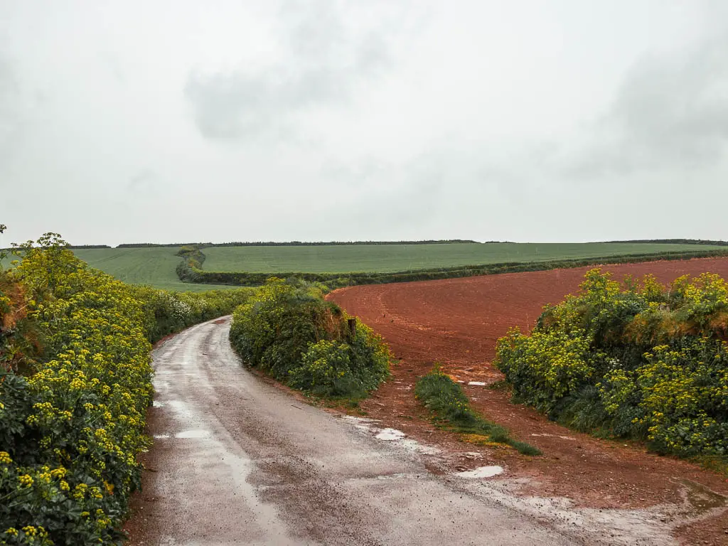 A country road winding to the left the right, lined with hedges, and a red crop field to the right.