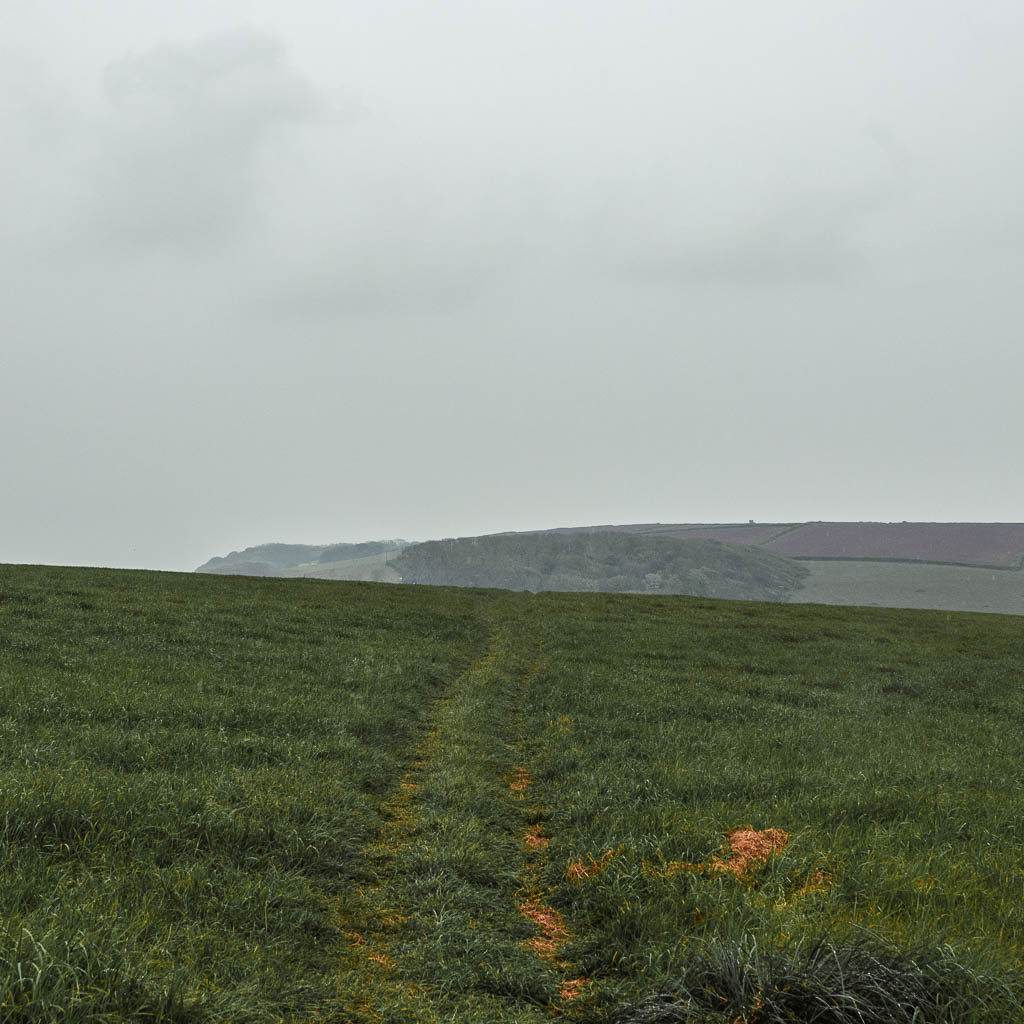 A grass trail leading through a large grass field. 