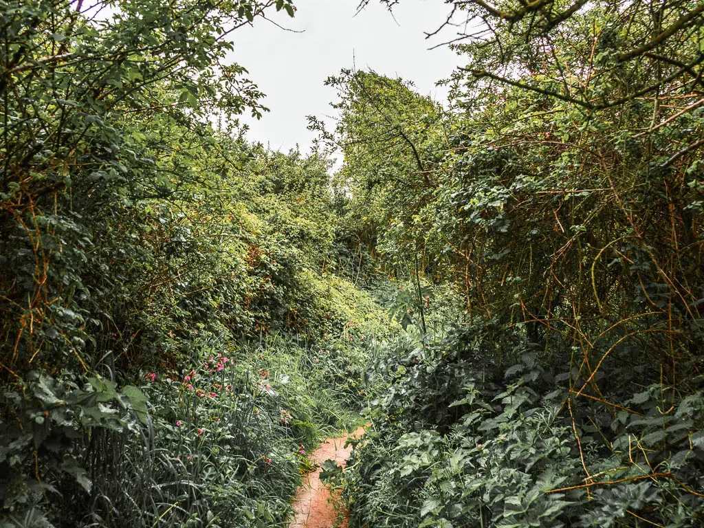 A barely visible trail surrounded by overgrown bushes and grass. 