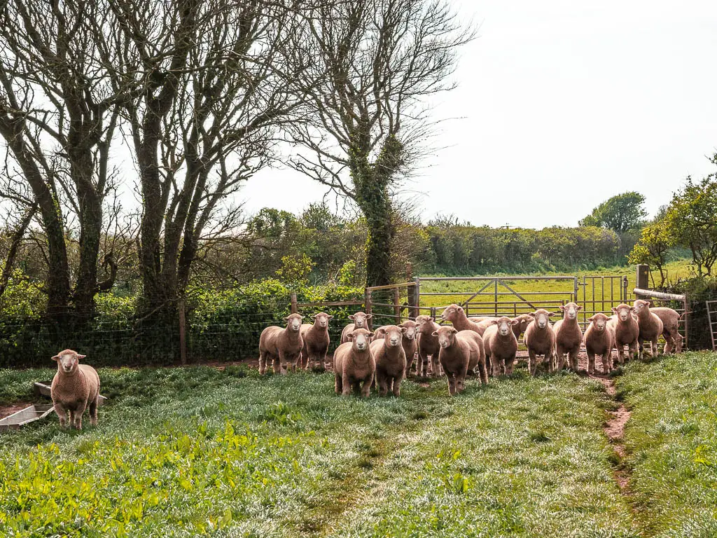 A group of sheep standing in the grass field, facing the camera.