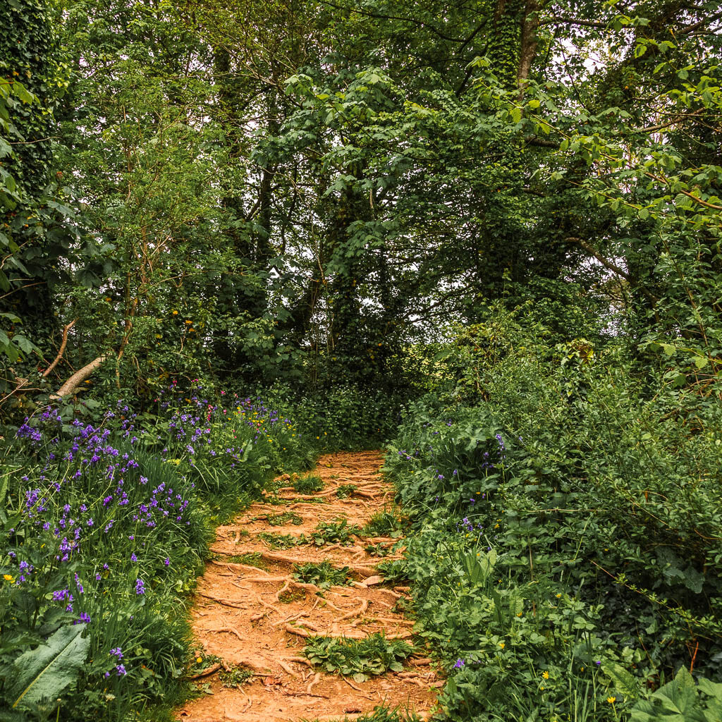 A tree root trail lined with bushes, trees and bluebells.