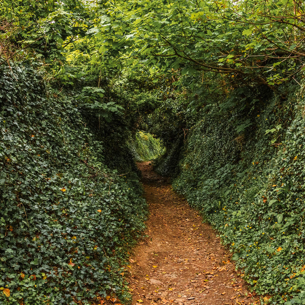 A dirt trail surrounded by greenery, and leading through a tree and bush tunnel on the walk up to Snapes Point from Salcombe.