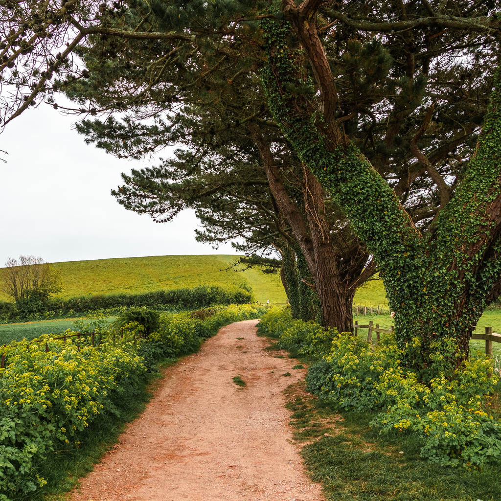 A wide path lined with hogweed plant, and a few trees on the right side. 