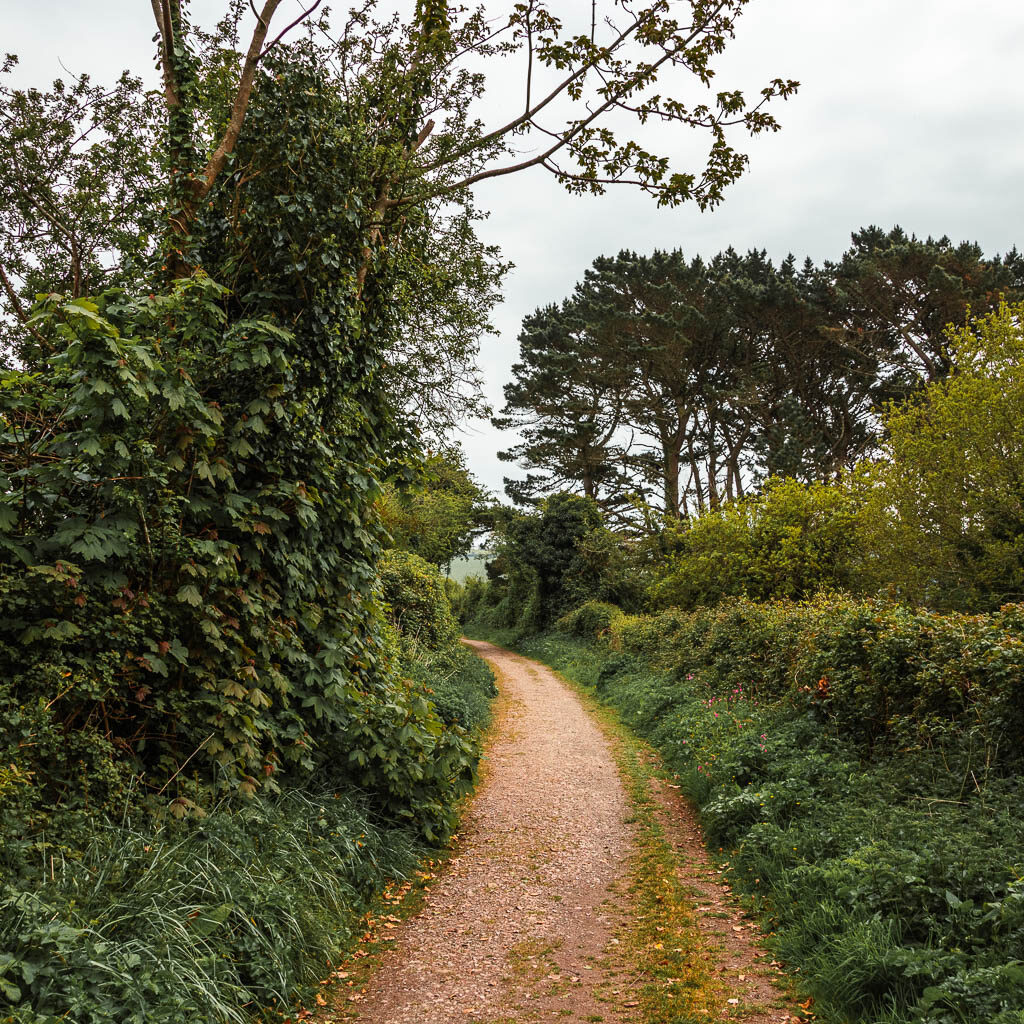 A gravel dirt trail, with tall bushes on the left and low bushes on the right.