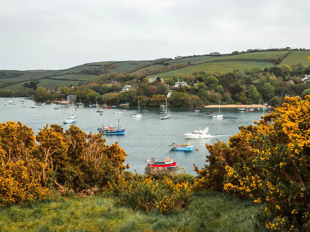 Looking through a gap in the yellow gorse to the Kingsbridge Estuary, from the Snapes Point viewpoint on the circular walk from Salcombe. There are lots of colourful boats in the water, and hill field on the other side. 