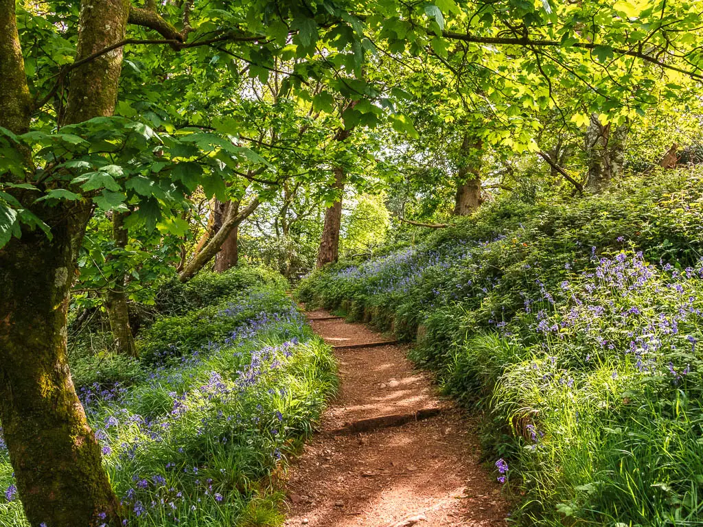 a dirt path in the woods, lined with grass and bluebells on the circular Mount Edgcumbe to Kingsand walk.