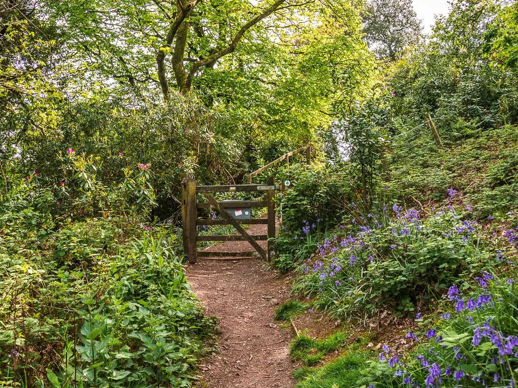 A dirt path leading to a wooden gate on the circular walk from Mount Edgcumbe to Kingsand. The path is lines with bushes and bluebells.