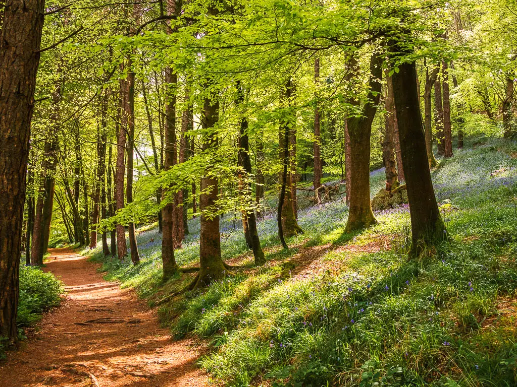 A wide dirt path through the woods and lots of bluebells, on the Mount Edgcumbe to Kingsand circular walk.