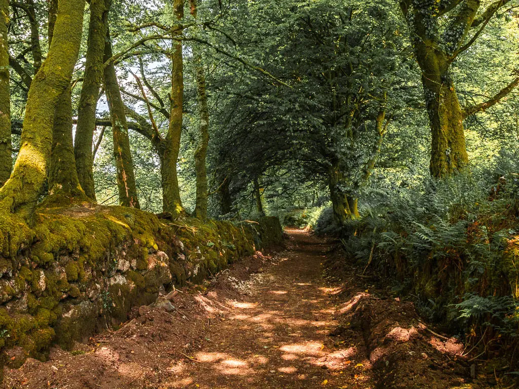 A dirt trail, with a moss covered sone wall on the left, and a fern covered wall on the right on the Burrator Reservoir walk.