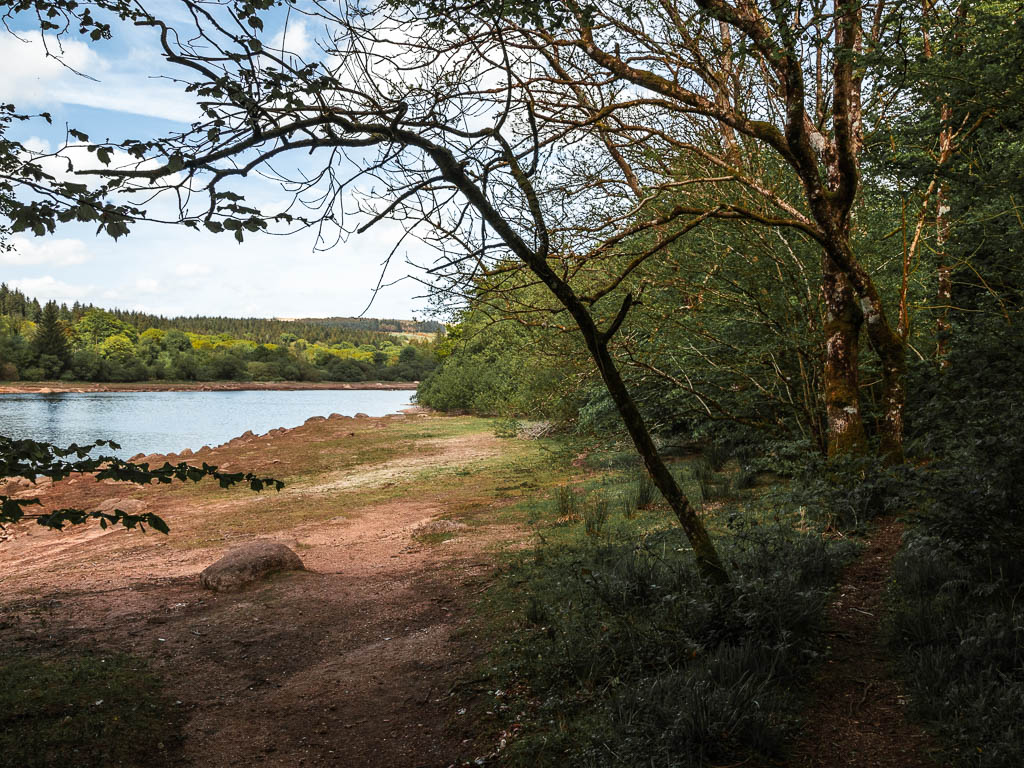 Looking through an opening in the woods to the mud bank of the Burrator Reservoir.