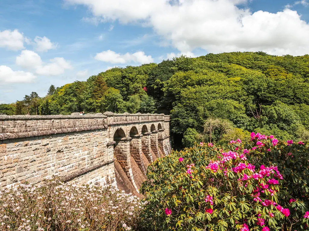 Looking past the bushes and pink flowers to the side of the Burrator Reservoir bridge at the start of the circular walk. There is bushy green leafed woodland on the other side of the bridge.