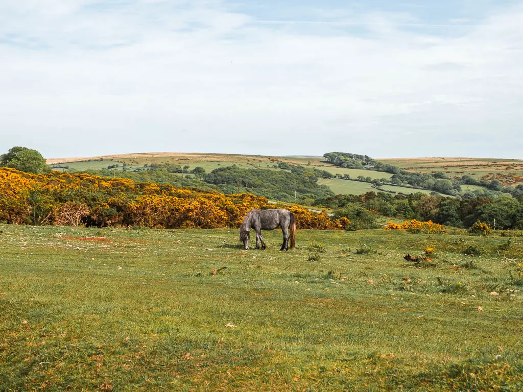 A grey dartmoor pony grazing n the grass field. There are gorse bushes behind the piny and hills in the distance.