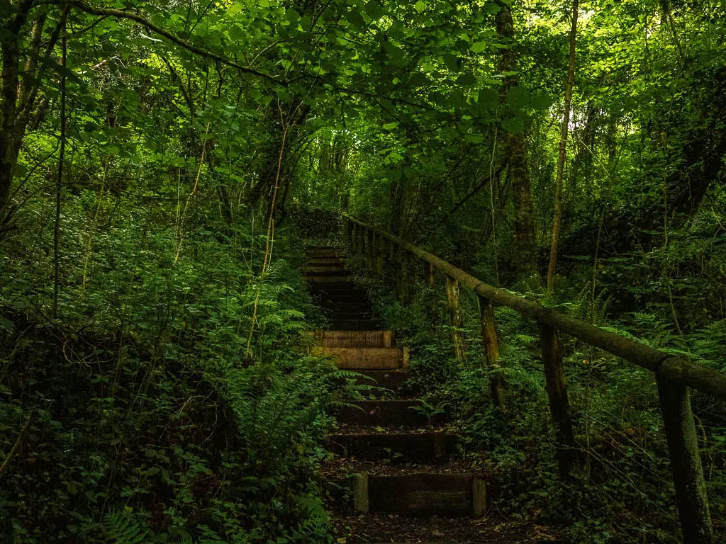 Steps leading up through the woods. There is a wooden railing on the right of the steps. 